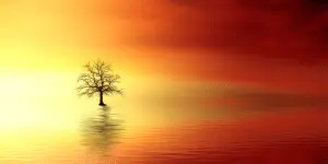 A Silhouette of a tree in a lake at sunset, symbolizing the most common visual for comparing languages: the language tree